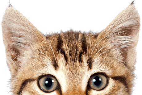 New pet profiles feature now available