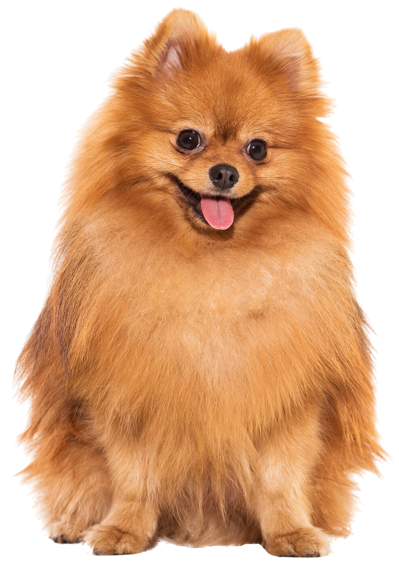 Find the best pet clinics near you